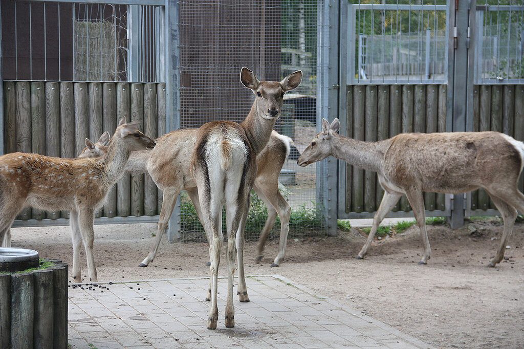 Зоопарк в Таллине